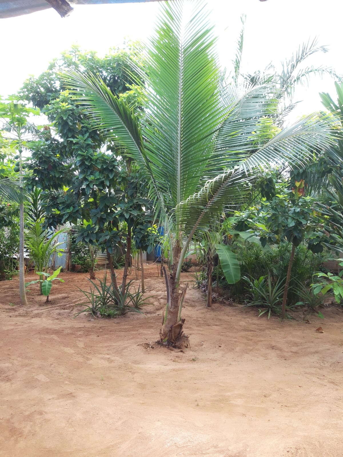 palmiers