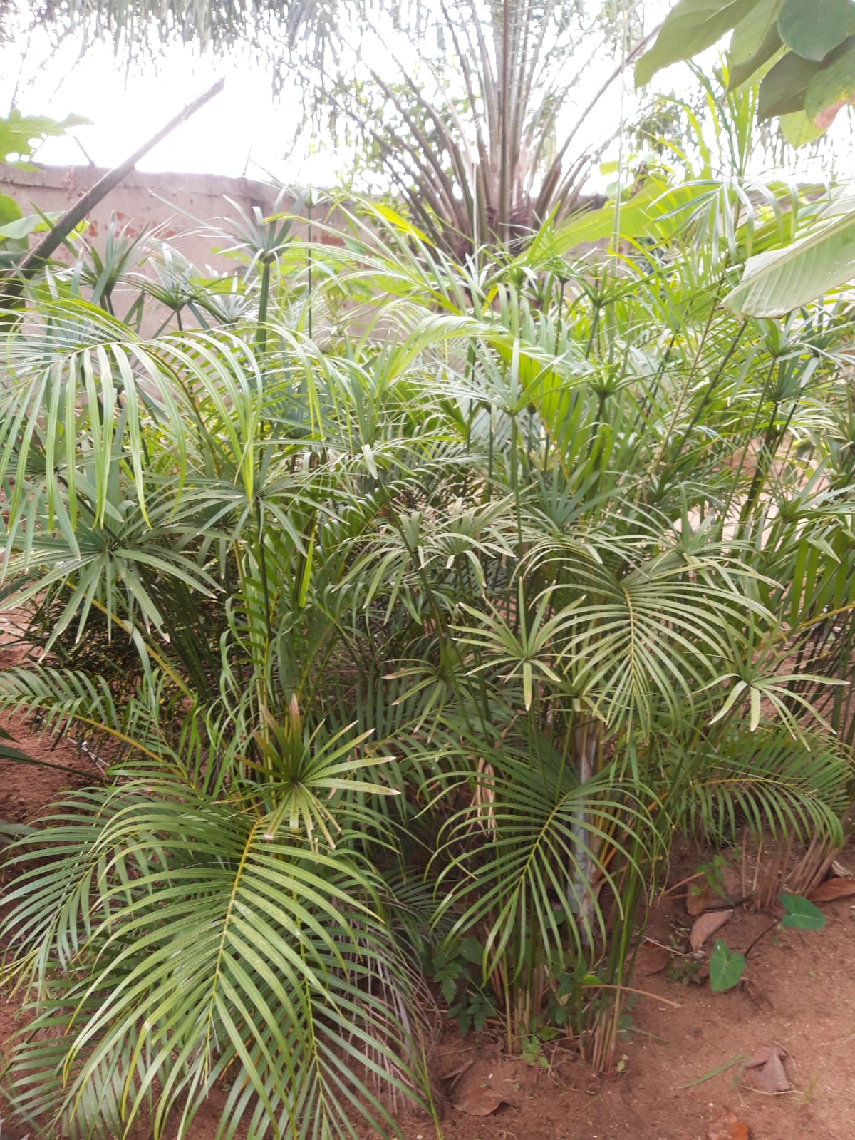 Culture des palmiers