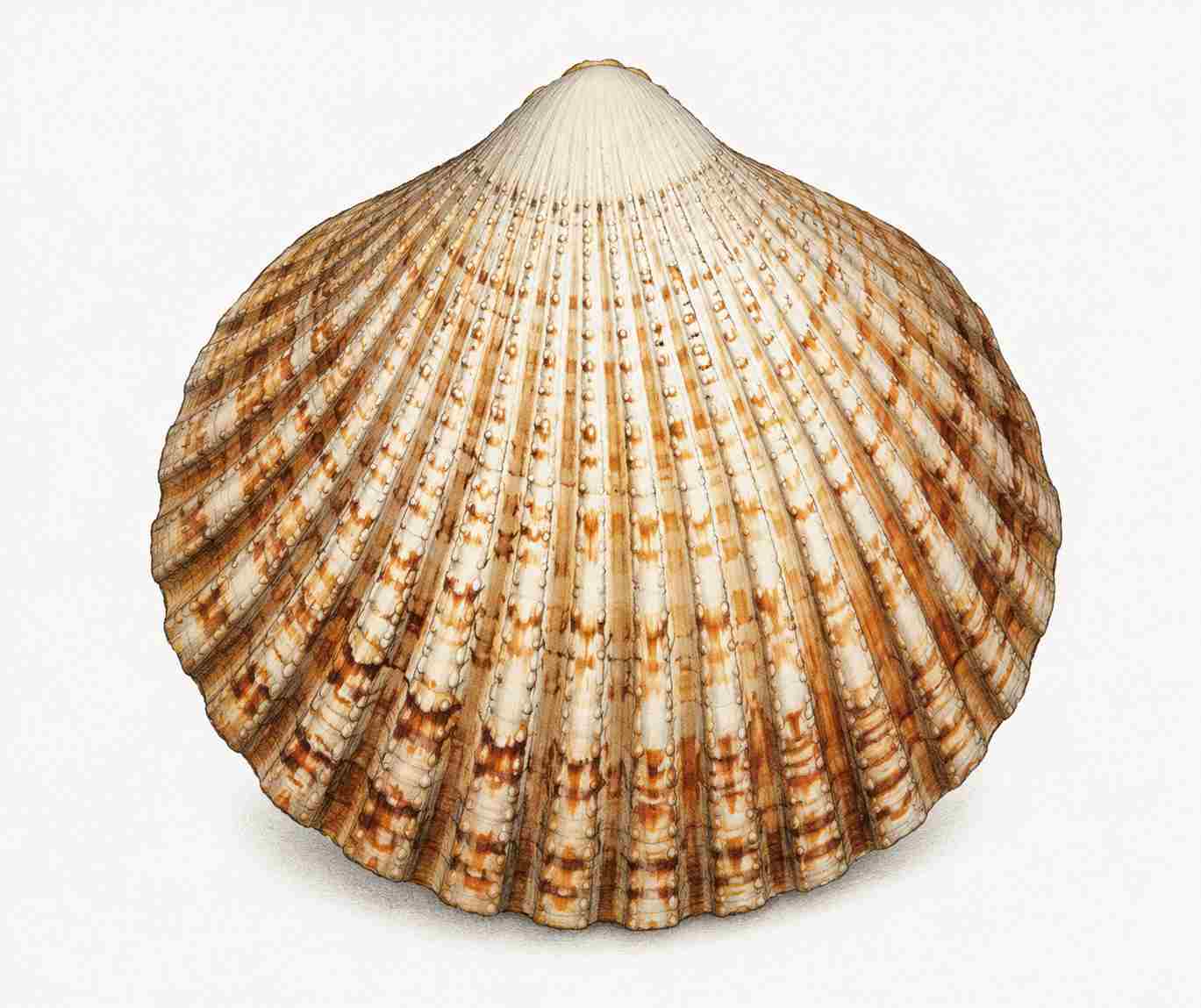 Arche