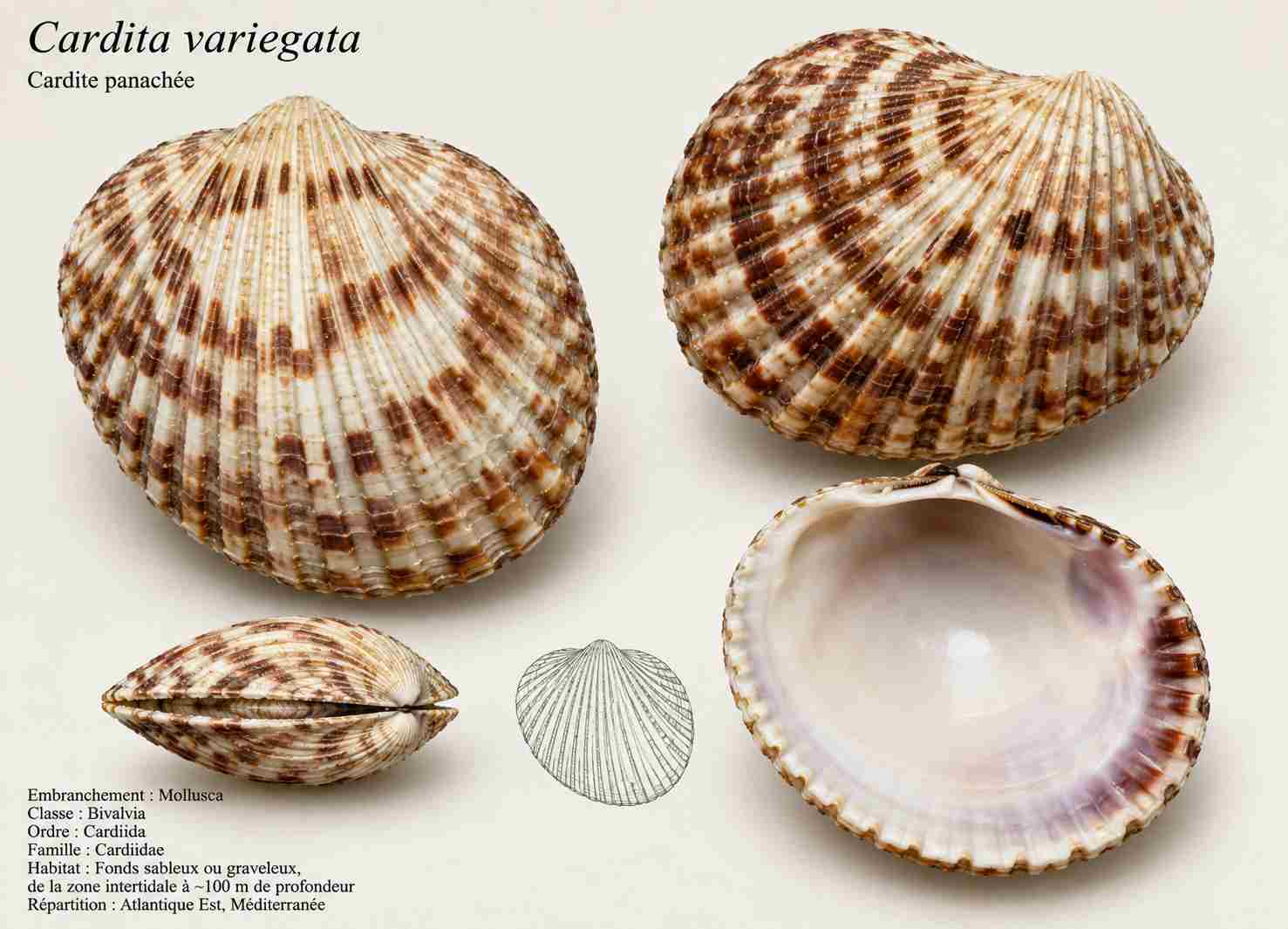 Cardite panachée