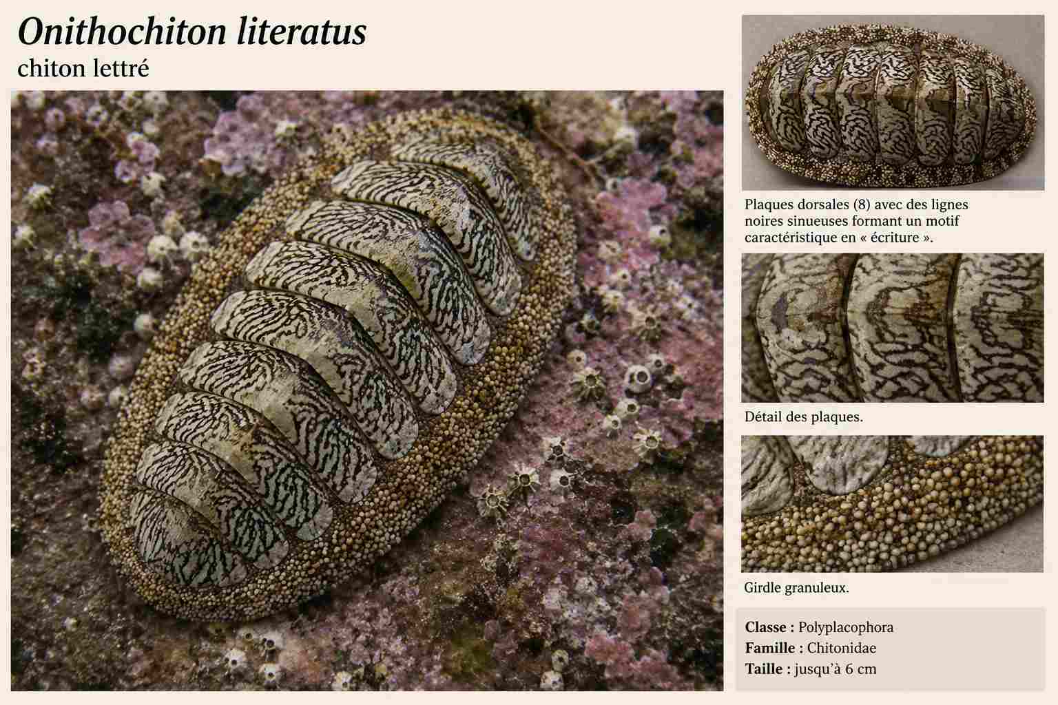 Chiton lettré