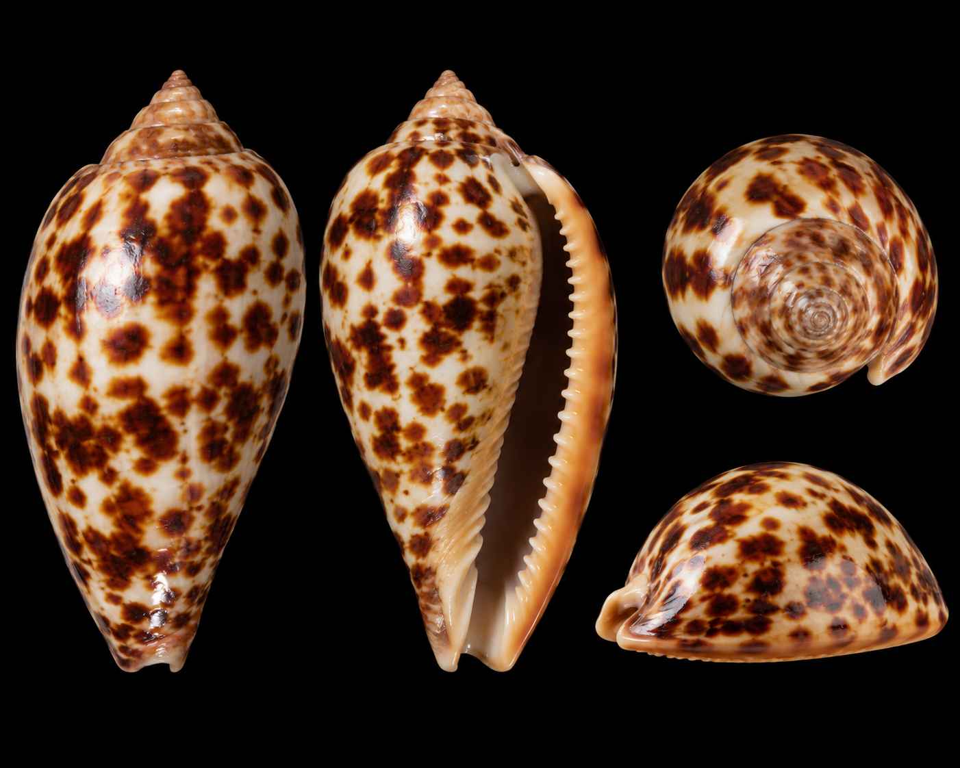 Drupe ricin
