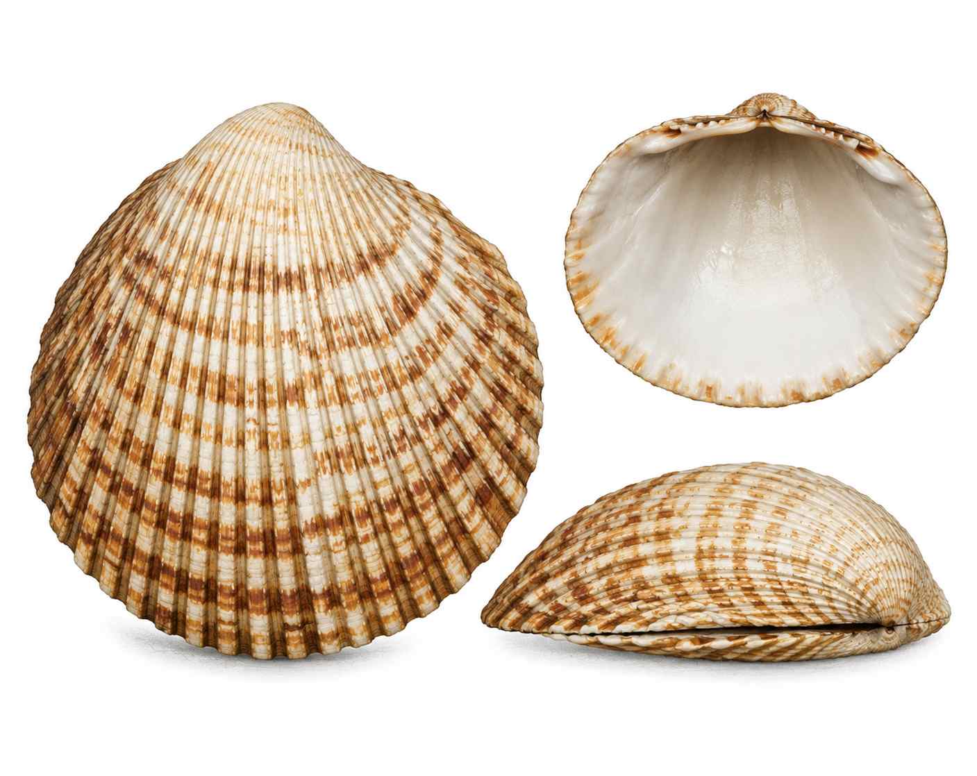 Glycymeris
