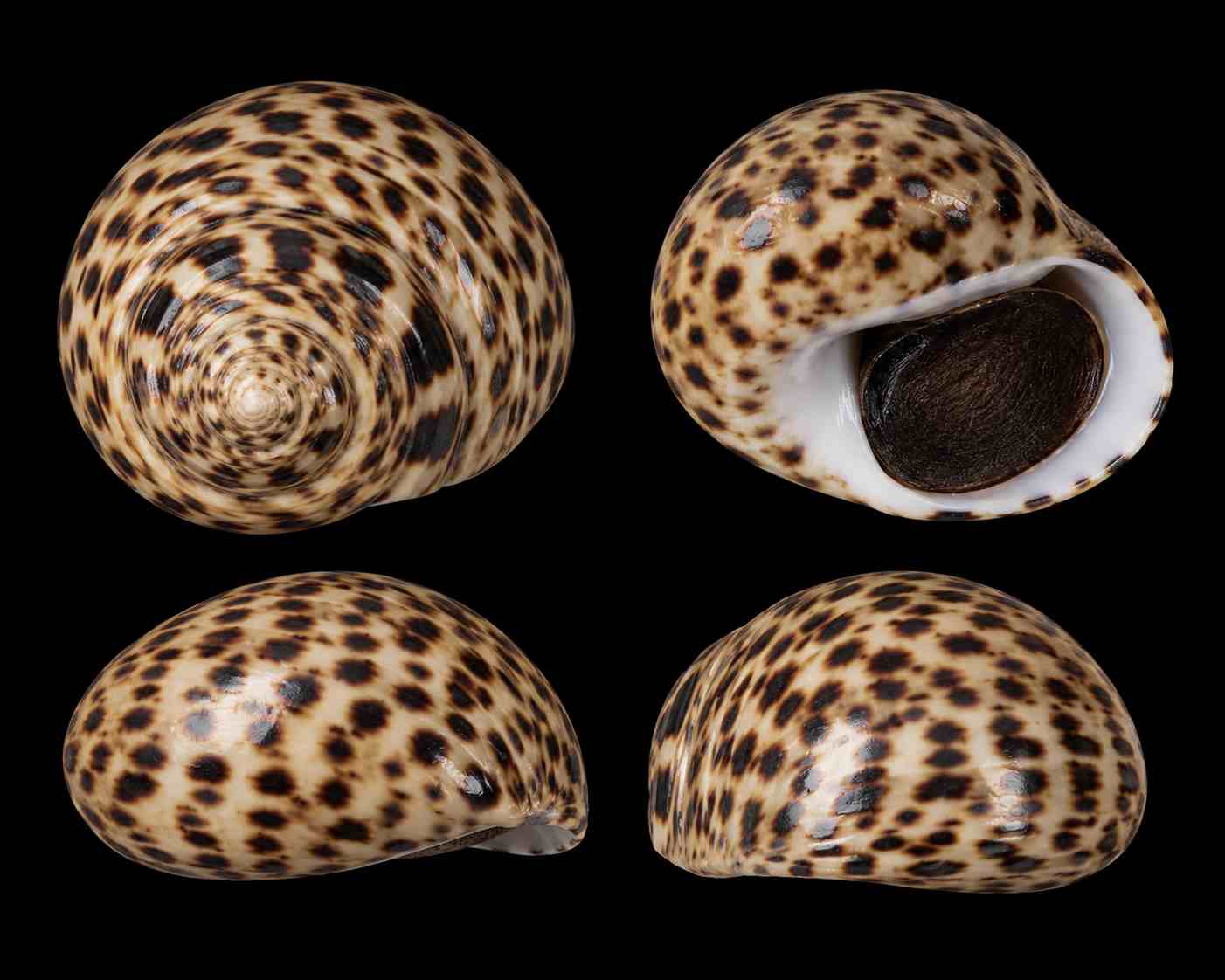 Nérite tachetée