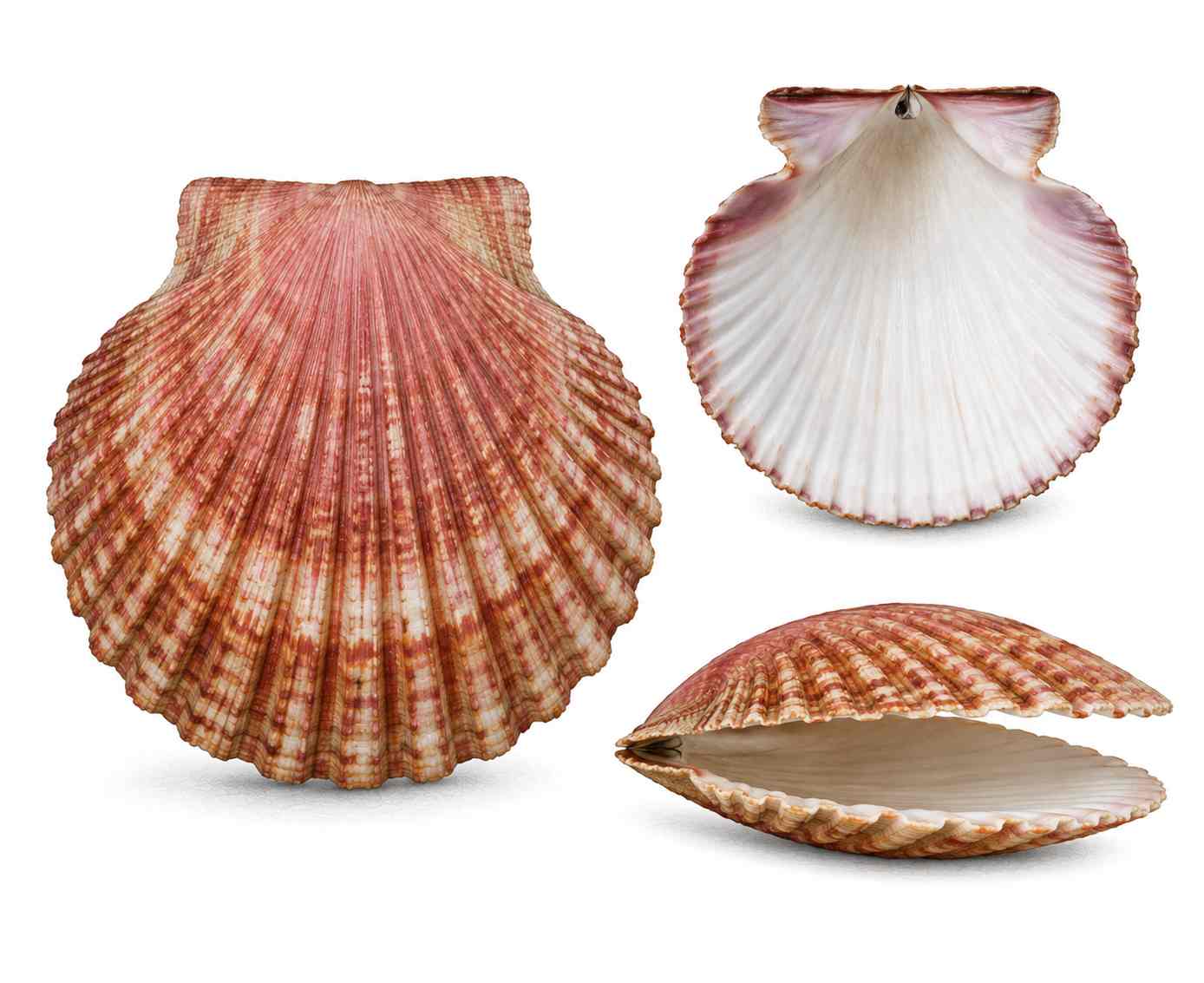 Pectinidé