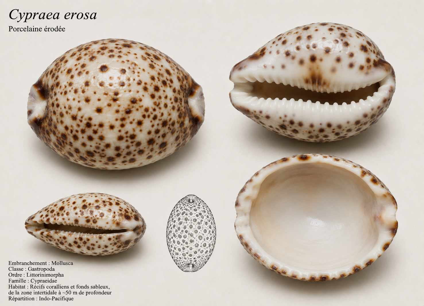 Porcelaine érodée