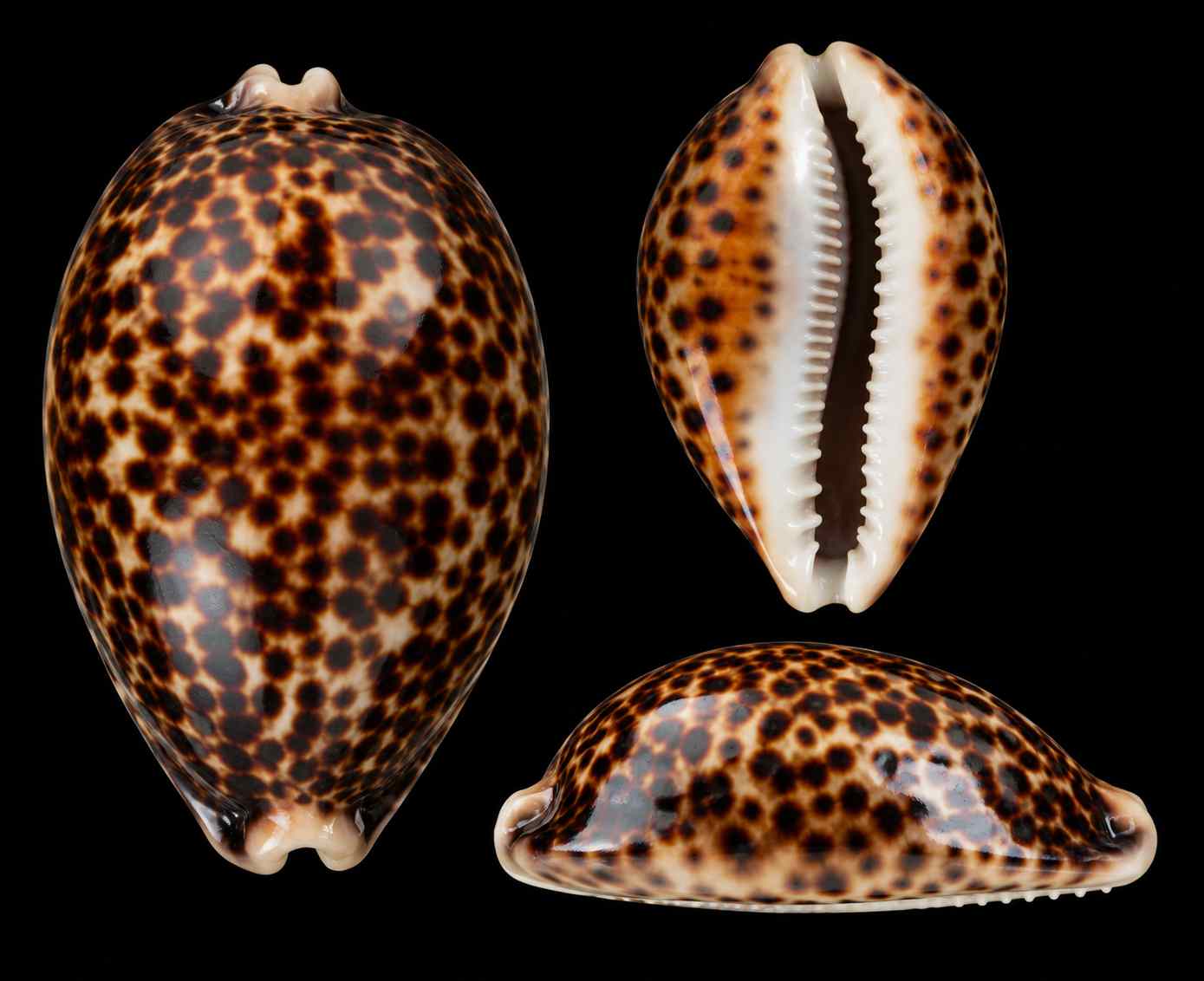 Porcelaine tigre