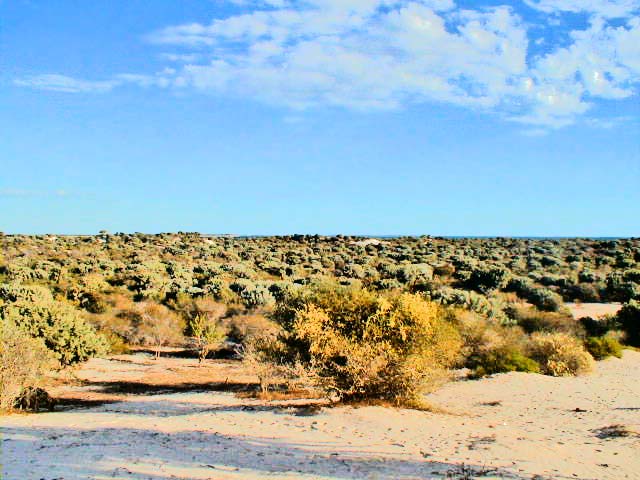 gal4_29