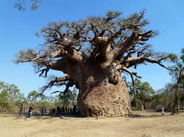 Baobab