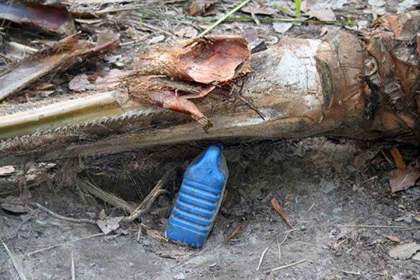 Les boissons locales du Bénin : vin de palme, sodabi, tchoukoutou, bissap et jus d’ananas