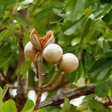 Khaya : feuilles et fruits
