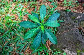 Vernonia