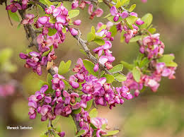 Violette