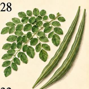 Illustration : Moringa