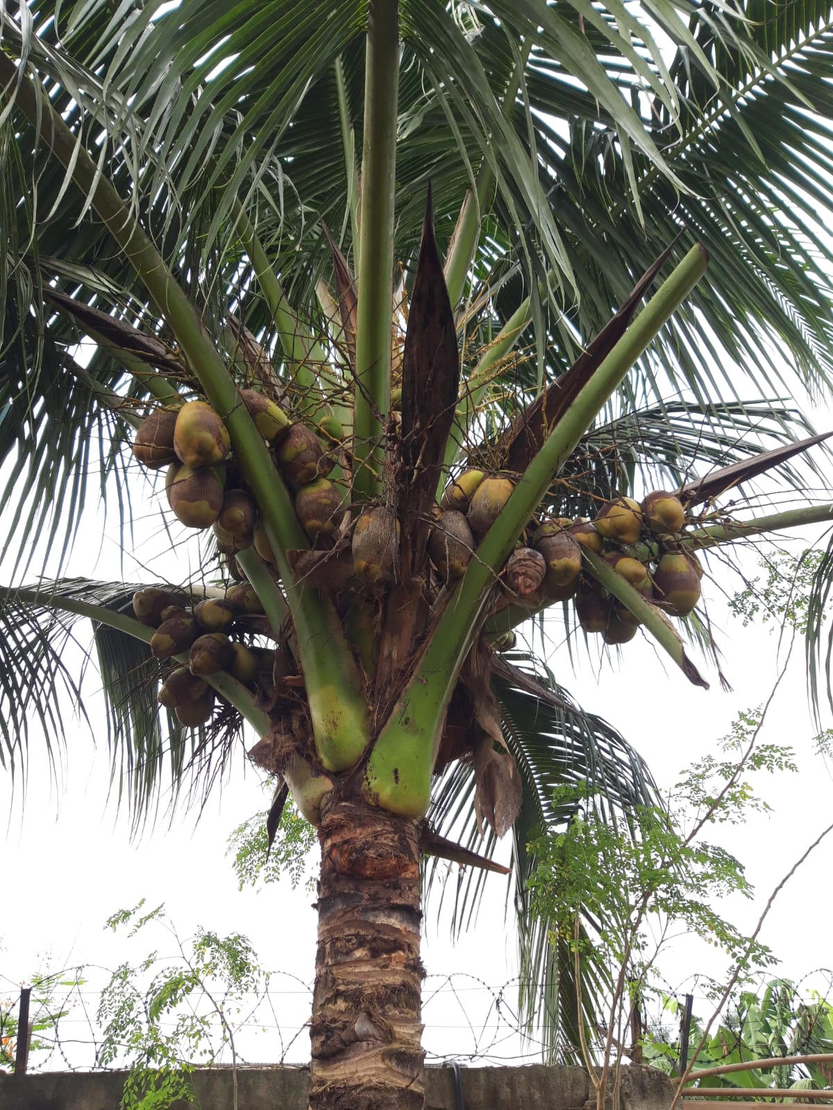 Cocotier