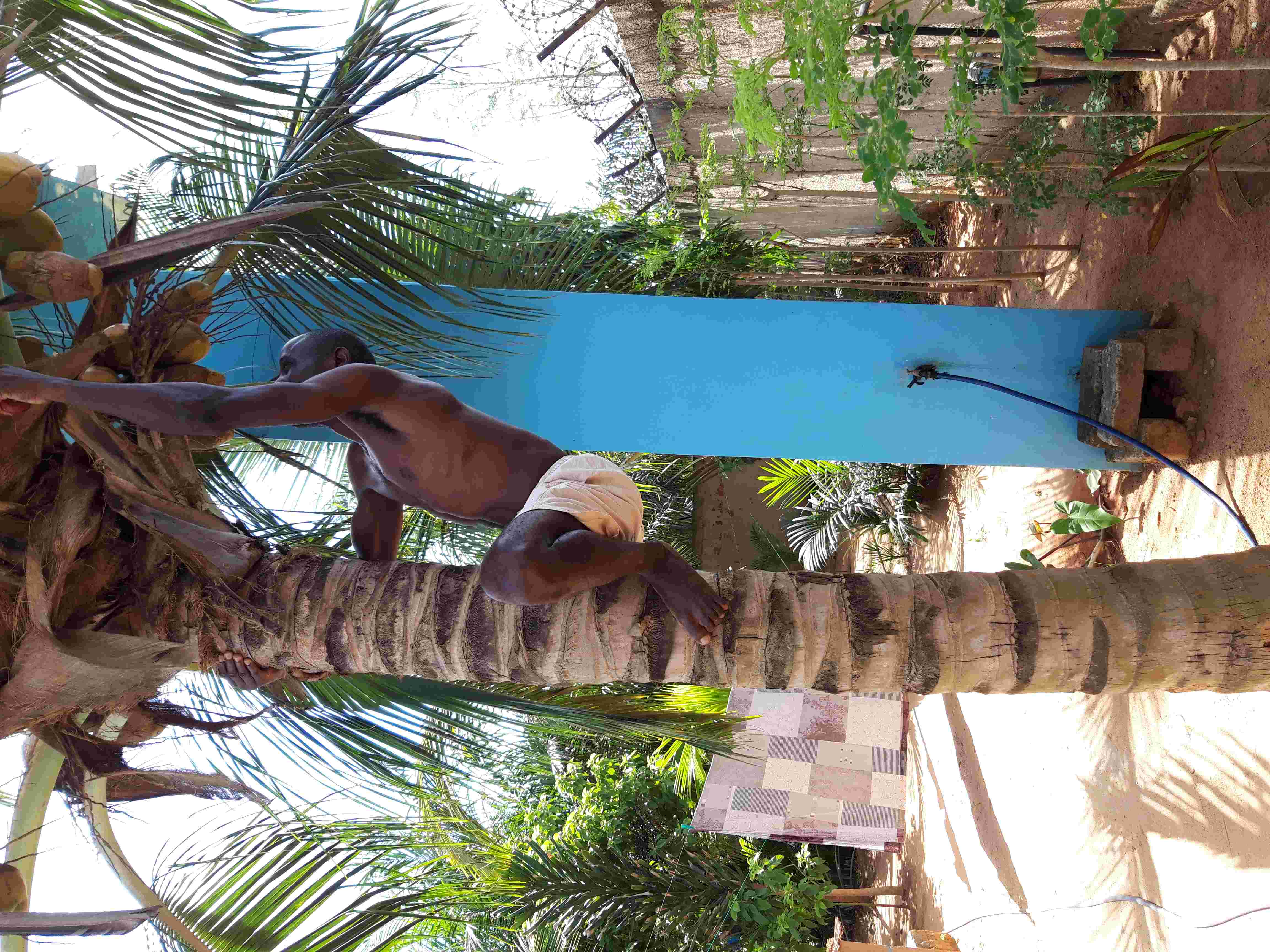 Cueillir une noix de coco