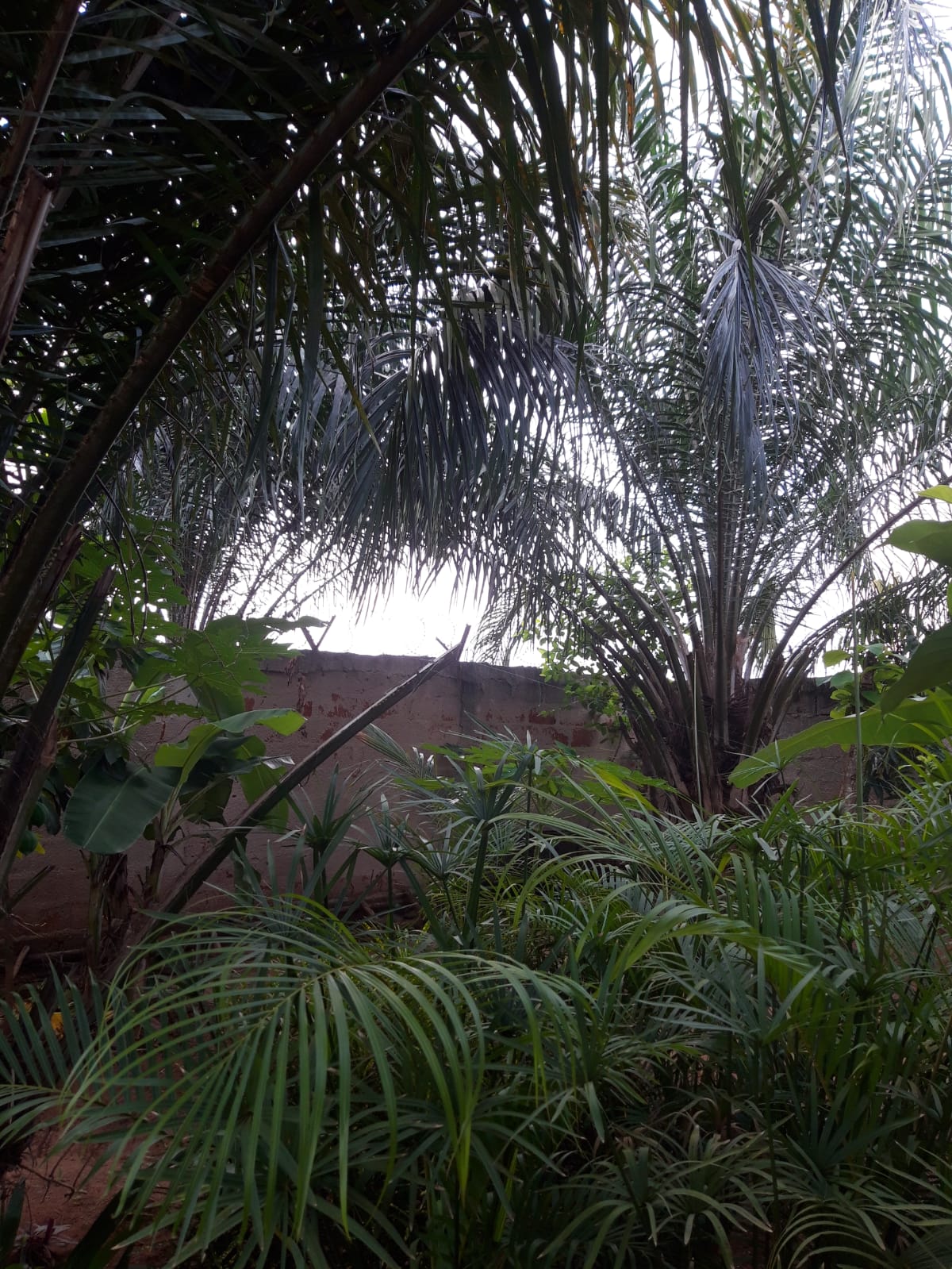Fond du jardin