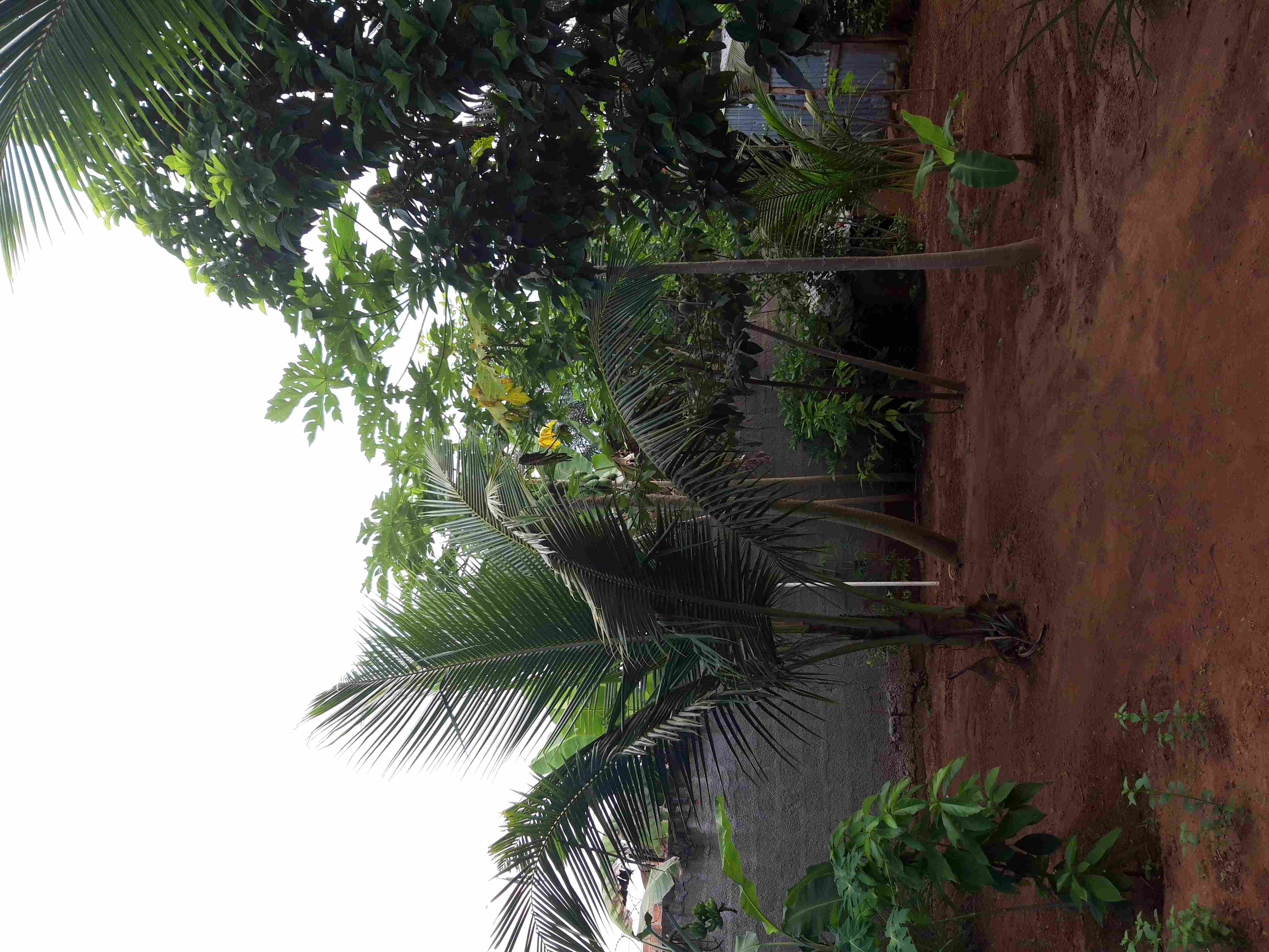 Au fond du jardin