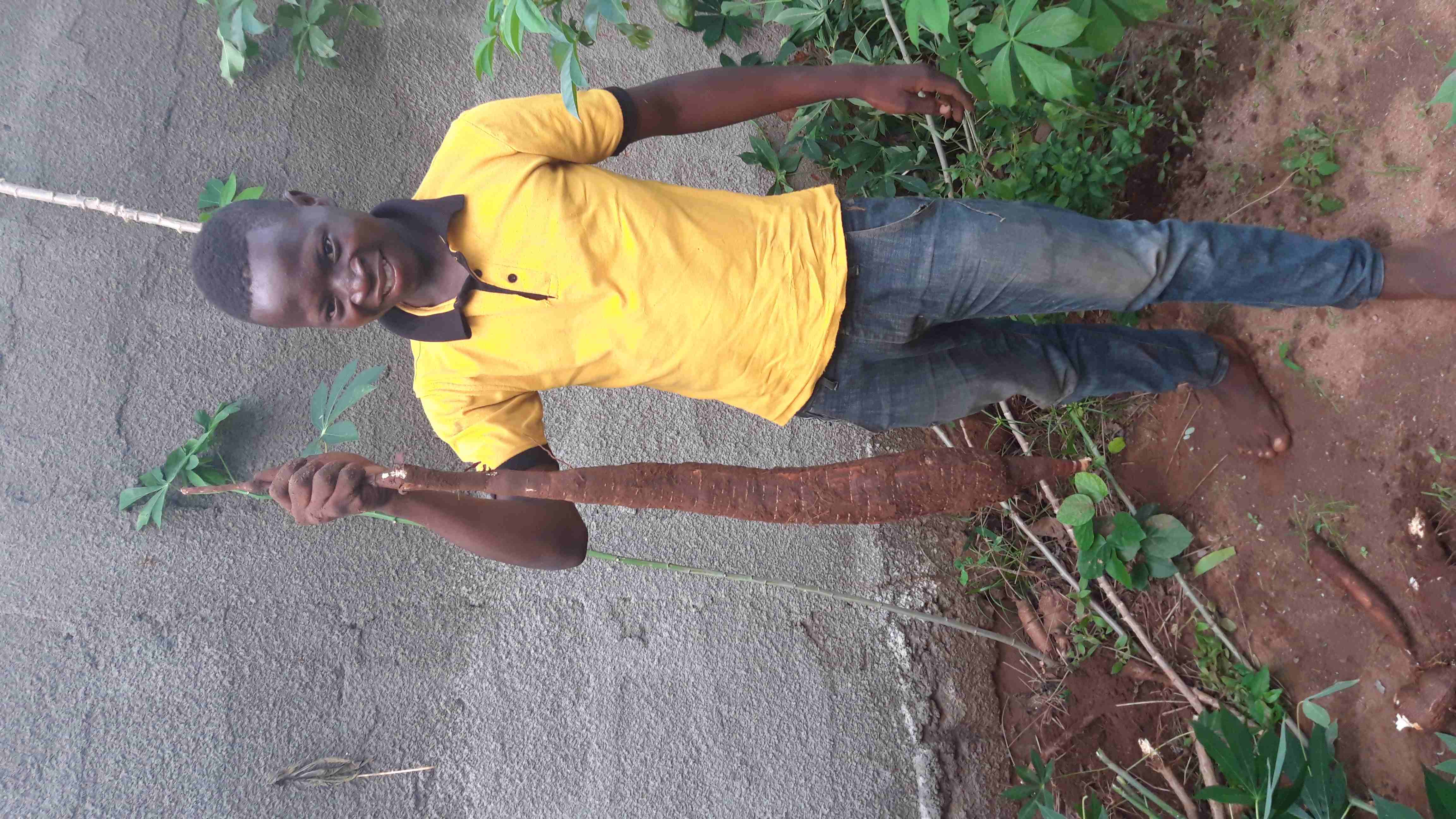 Manioc