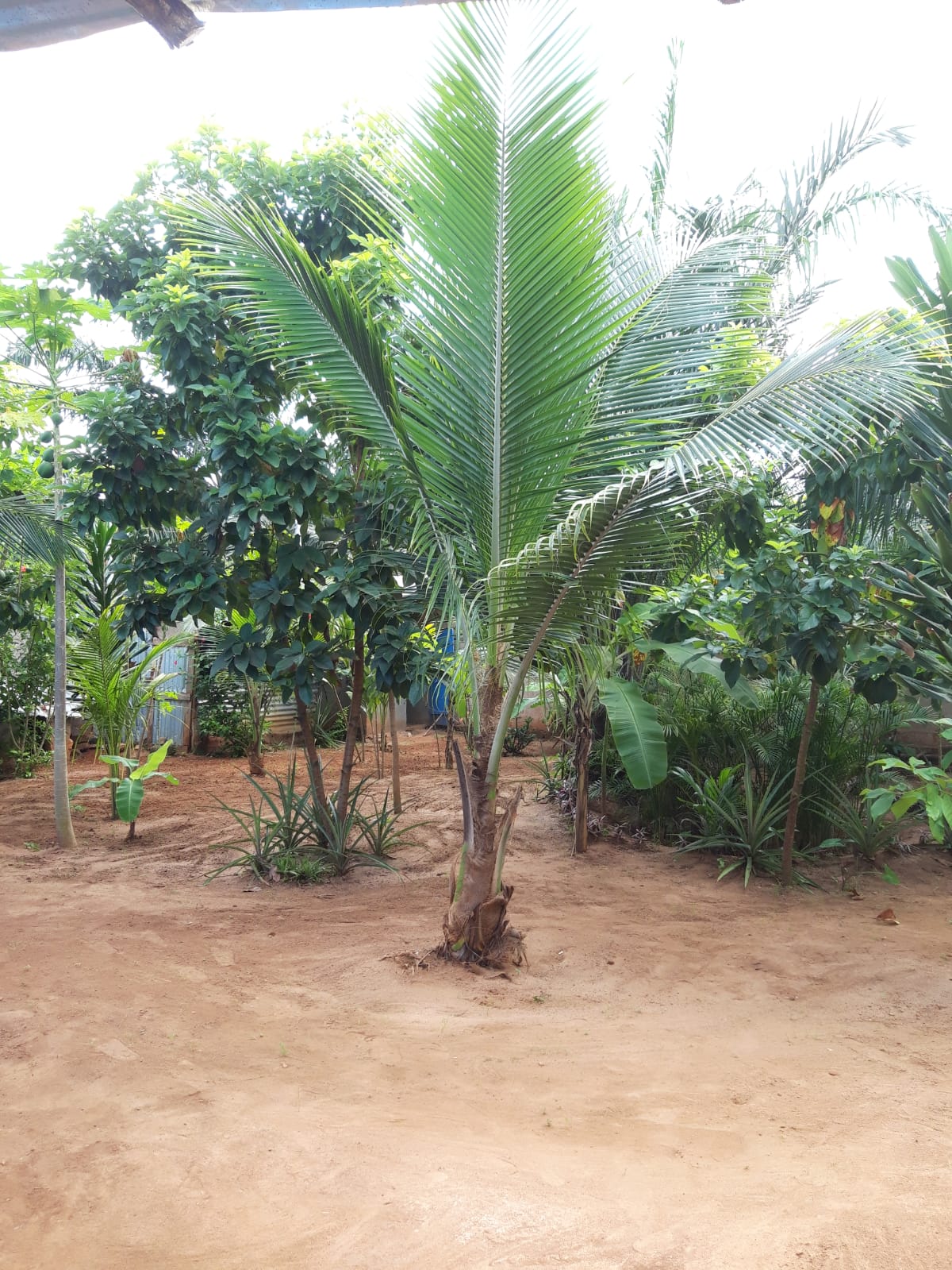 Palmiers