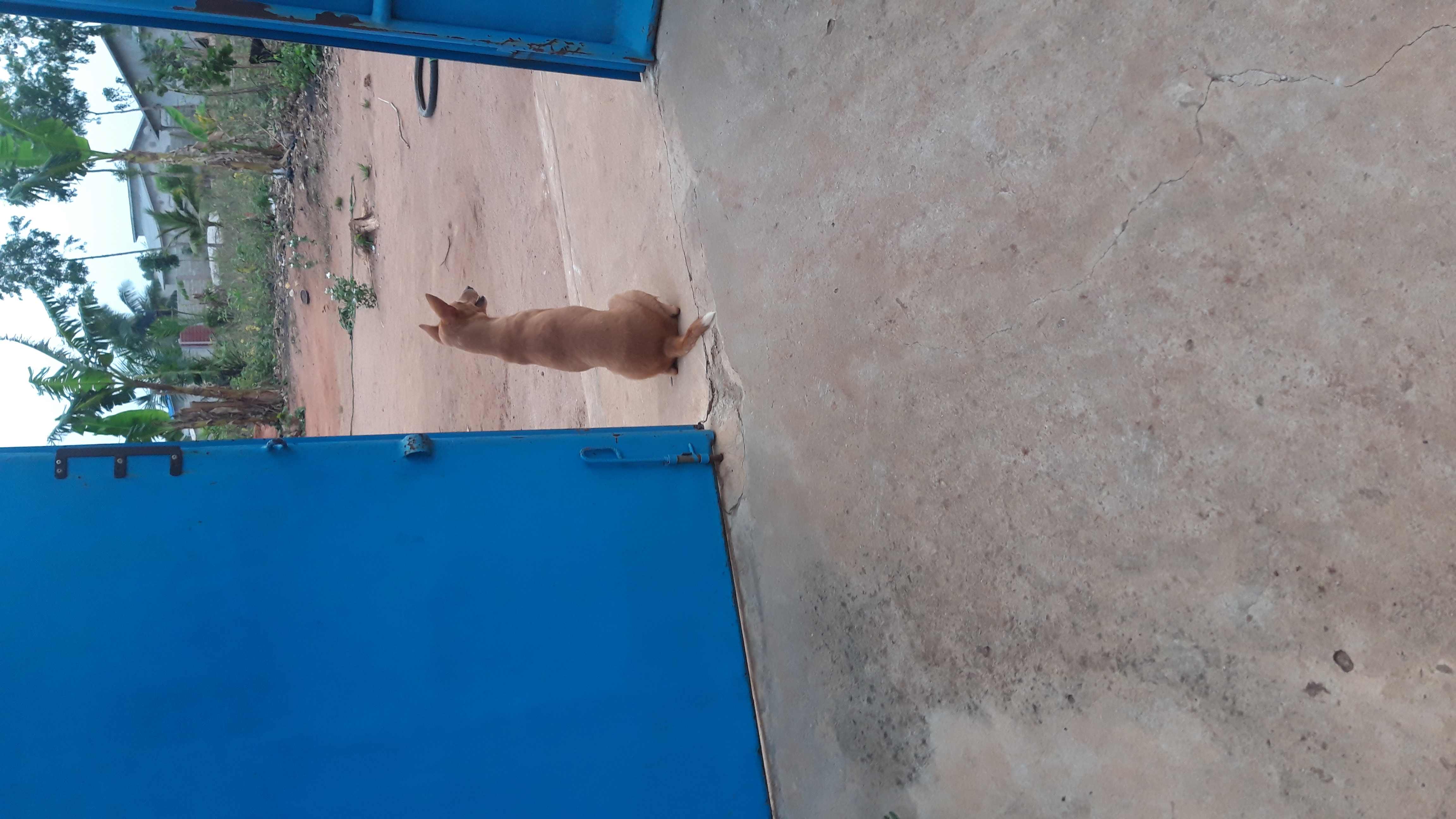 Chien de garde