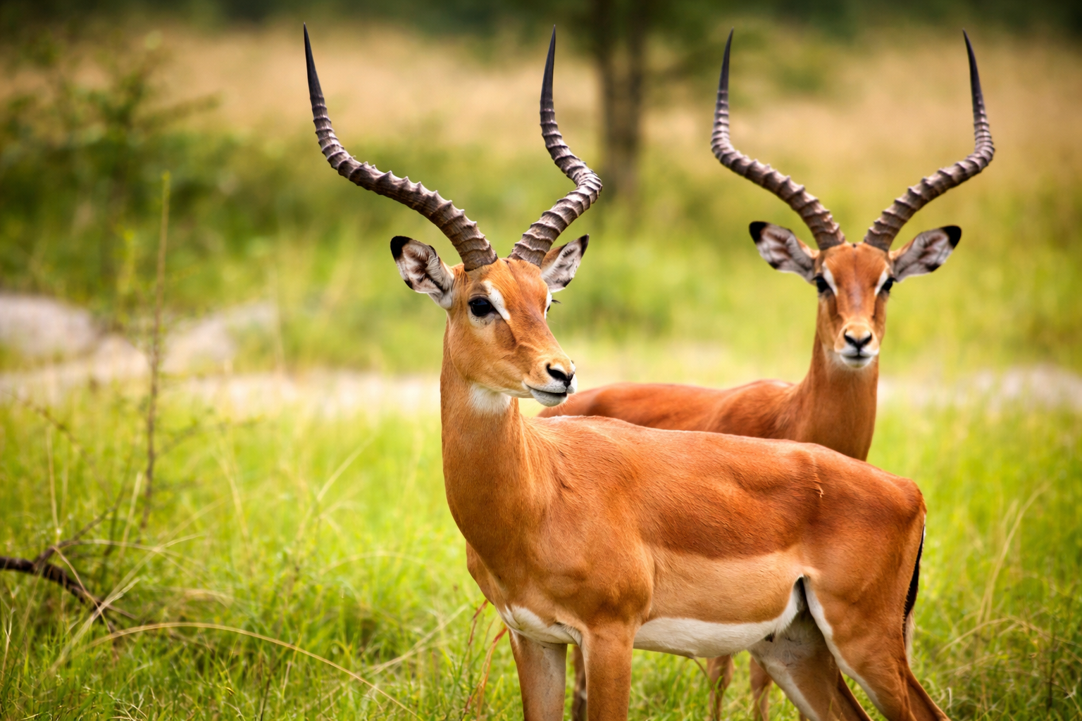 Antilopes dans la savane de la Pendjari
