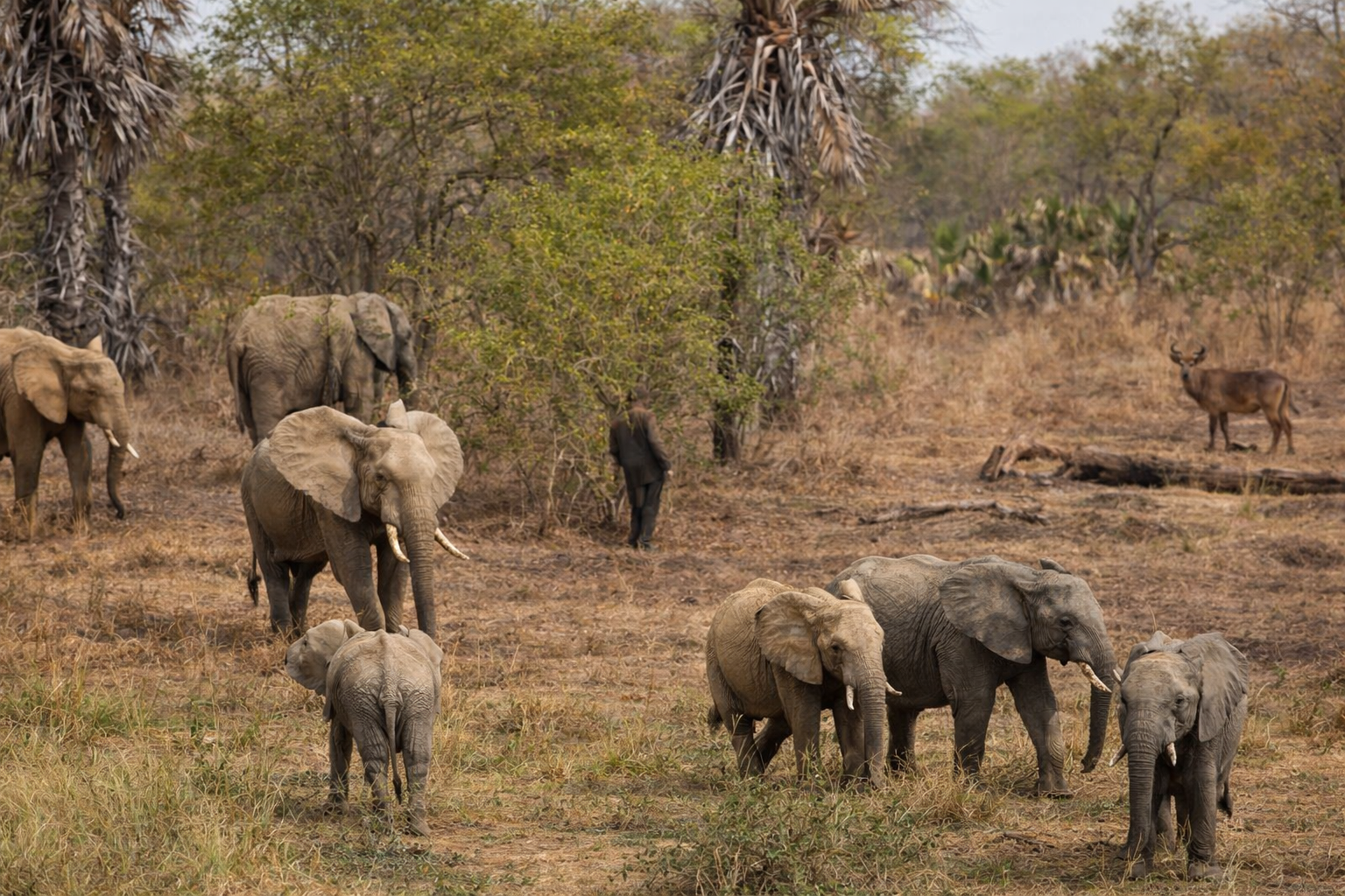 Éléphants observés dans le Parc National de la Pendjari