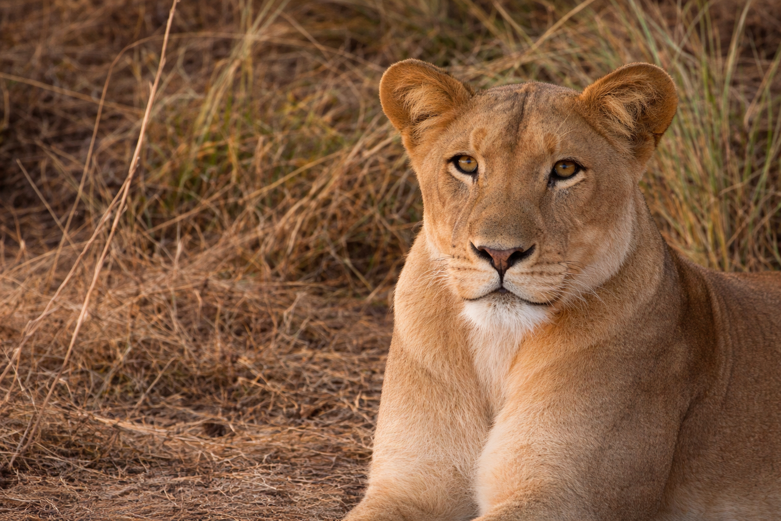 Lion dans la savane de la Pendjari au Bénin