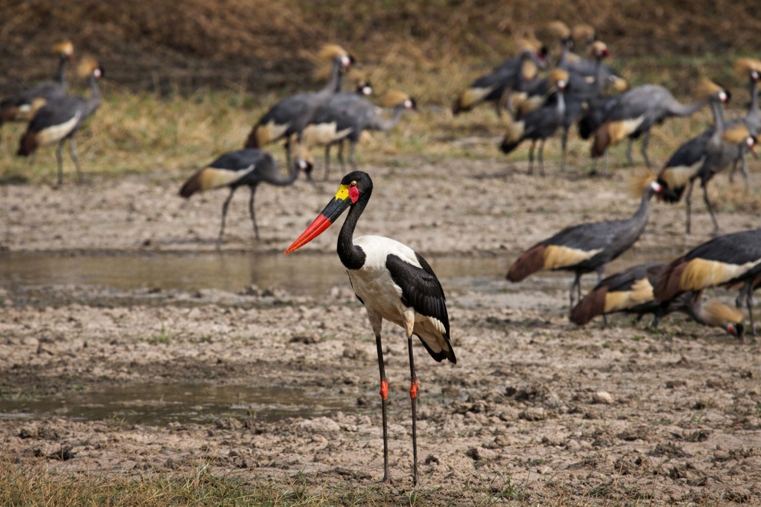 Oiseaux observables dans le Parc National de la Pendjari